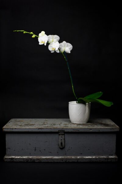 Phalaenopsis orchid in a ceramic pot